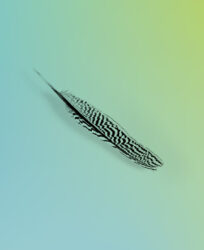 Fliegen lernen – Premiere Cover